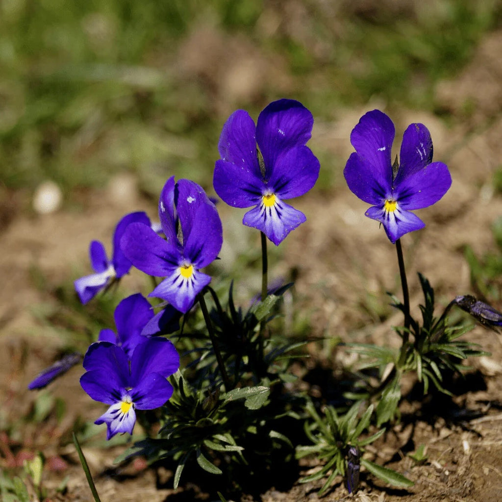 Blue and White Johnny Jump Up Seeds - Heirloom Flower Garden Seeds for Growing