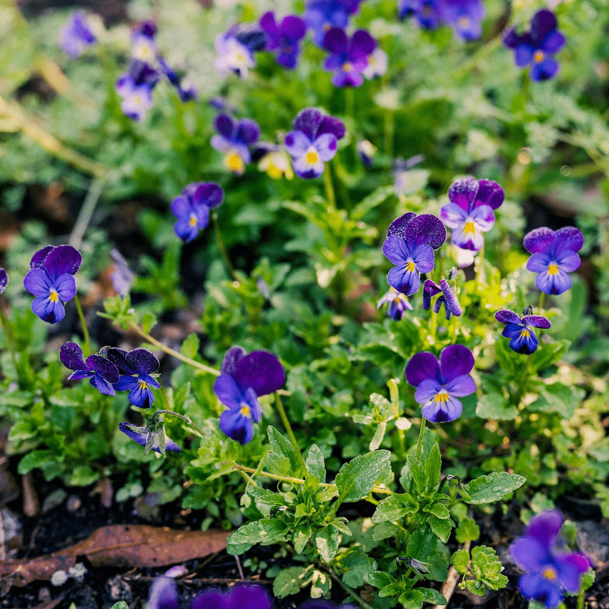 Blue and White Johnny Jump Up Seeds - Heirloom Flower Garden Seeds for Growing
