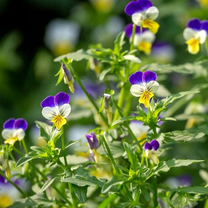 Blue and White Johnny Jump Up Seeds - Heirloom Flower Garden Seeds for Growing
