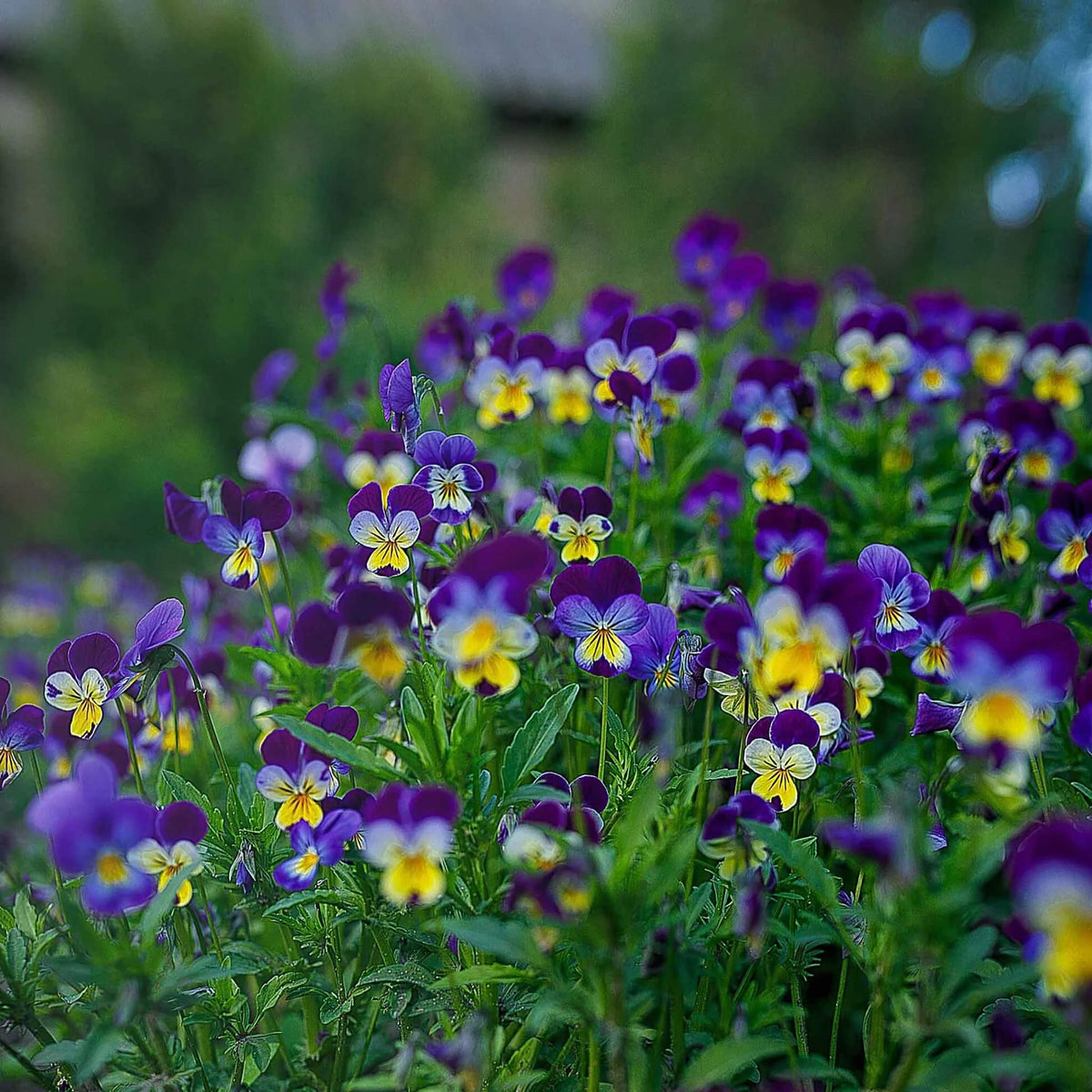 Blue and White Johnny Jump Up Seeds - Heirloom Flower Garden Seeds for Growing