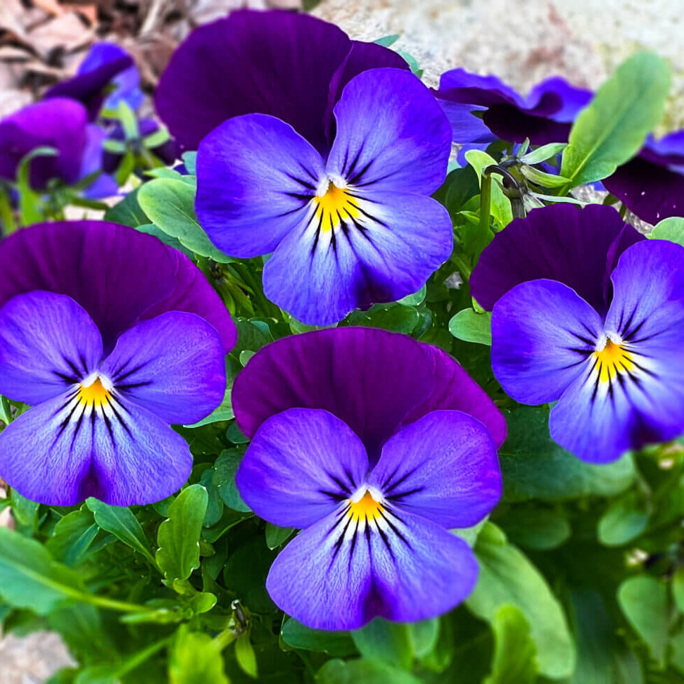 Blue and White Johnny Jump Up Seeds - Heirloom Flower Garden Seeds for Growing