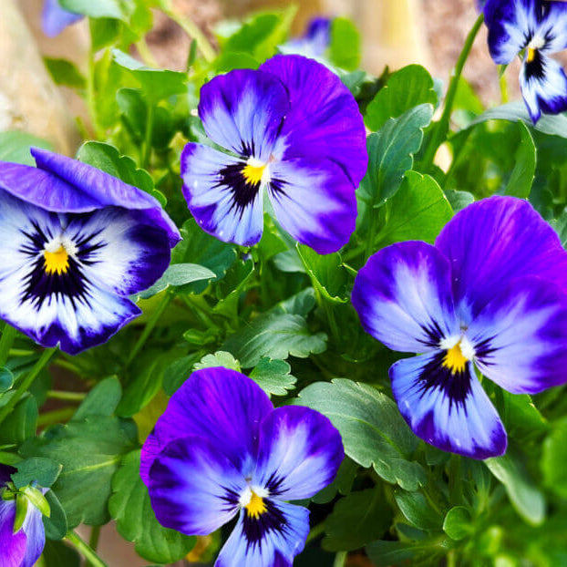 Blue and White Johnny Jump Up Seeds - Heirloom Flower Garden Seeds for Growing