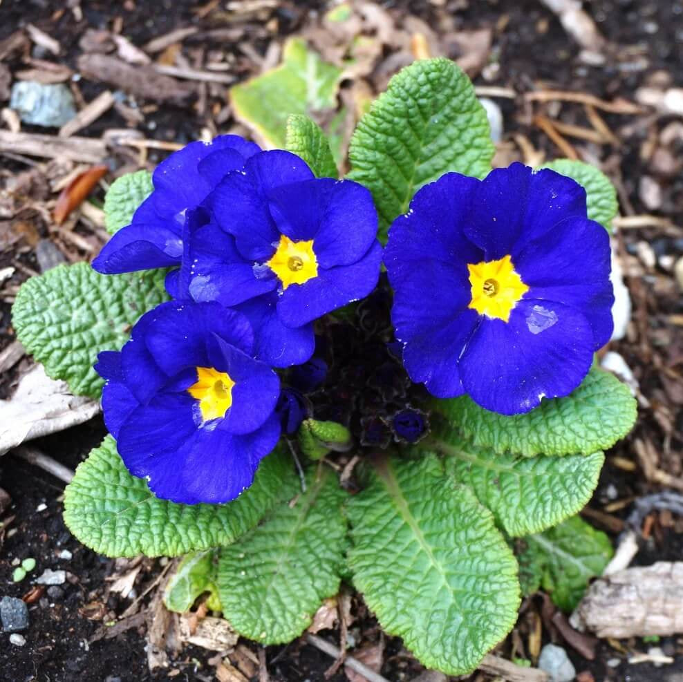 Blue and Yellow Primrose Seeds - Heirloom Flower Garden Seeds for Growing