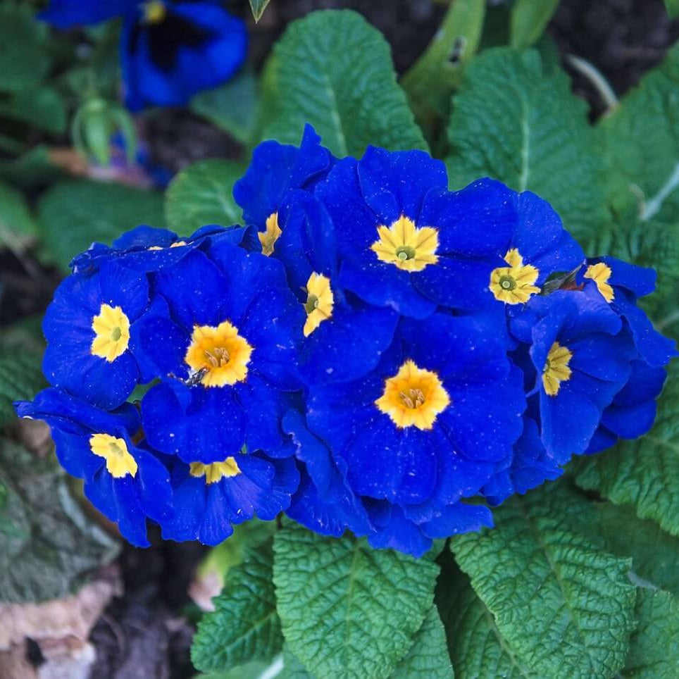 Blue and Yellow Primrose Seeds - Heirloom Flower Garden Seeds for Growing