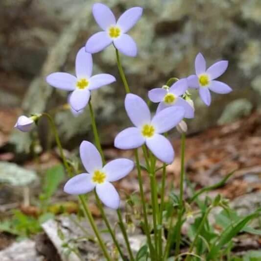 Bluets Flower Seeds