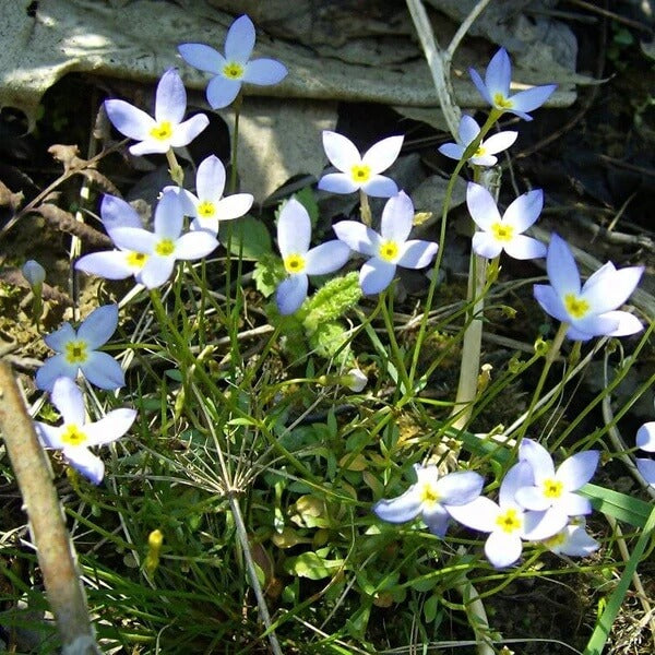 Bluets Flower Seeds