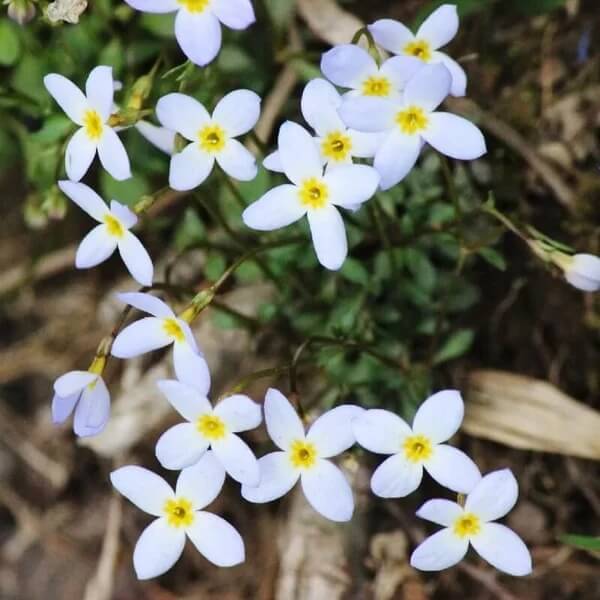 Bluets Flower Seeds