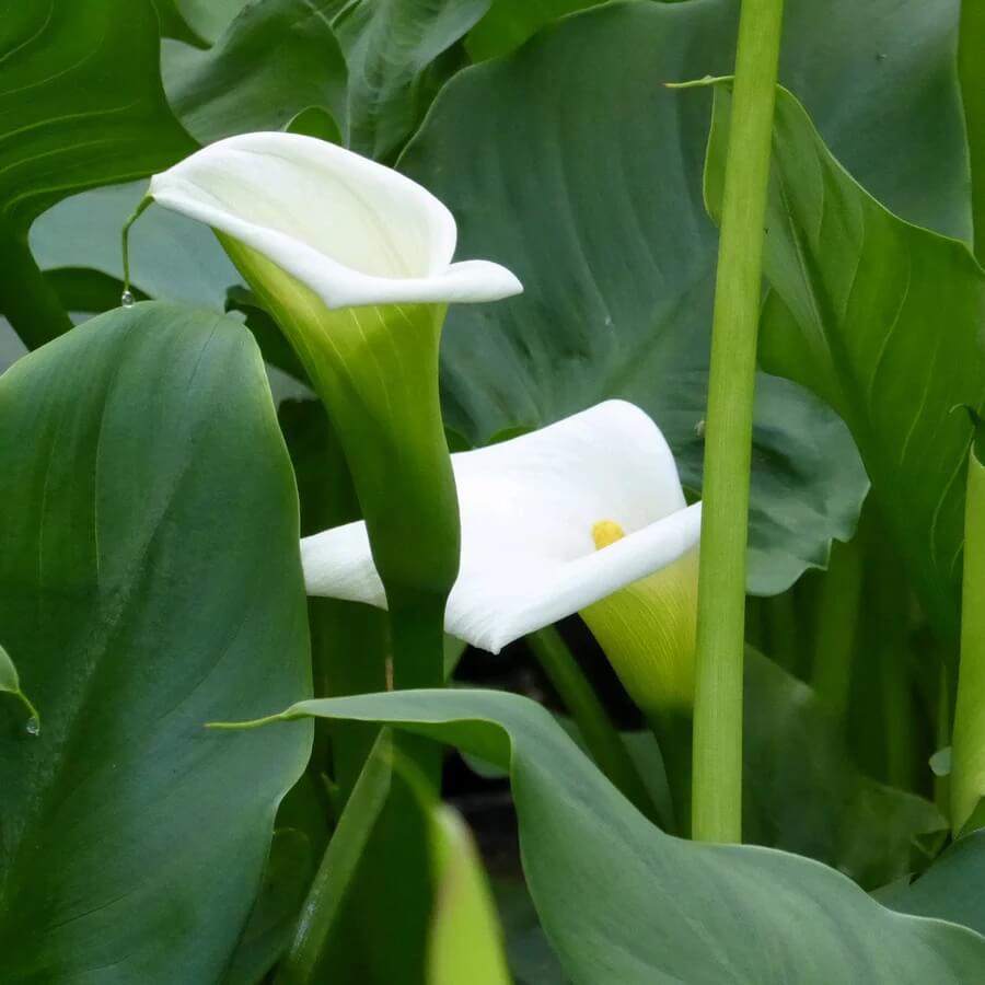 Bog Plant Seeds - Heirloom Flower Garden Seeds for Growing