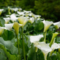 Bog Plant Seeds - Heirloom Flower Garden Seeds for Growing