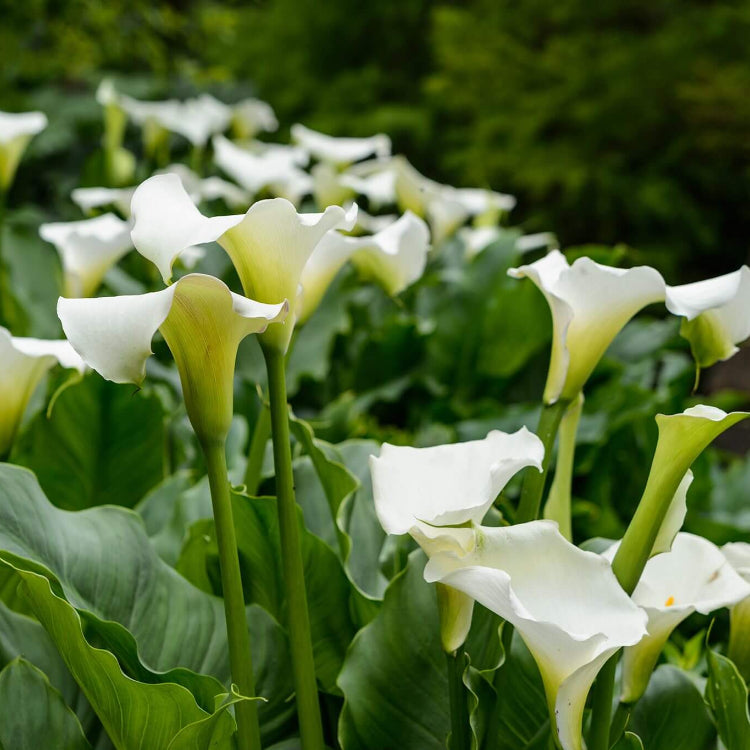 Bog Plant Seeds - Heirloom Flower Garden Seeds for Growing