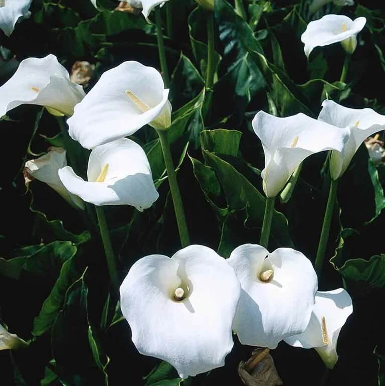 Bog Plant Seeds - Heirloom Flower Garden Seeds for Growing