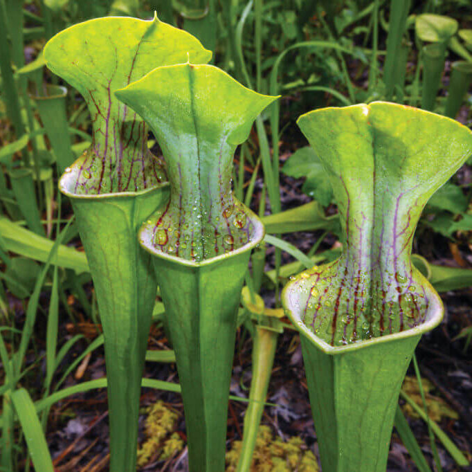Bog Plant Seeds - Heirloom Flower Garden Seeds for Growing