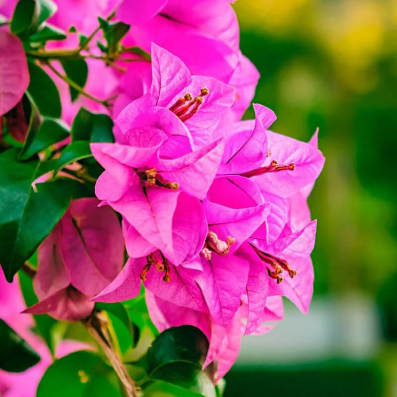 Bold Dark Pink Bougainvillea Seeds - Heirloom Flower Garden Seeds for Growing