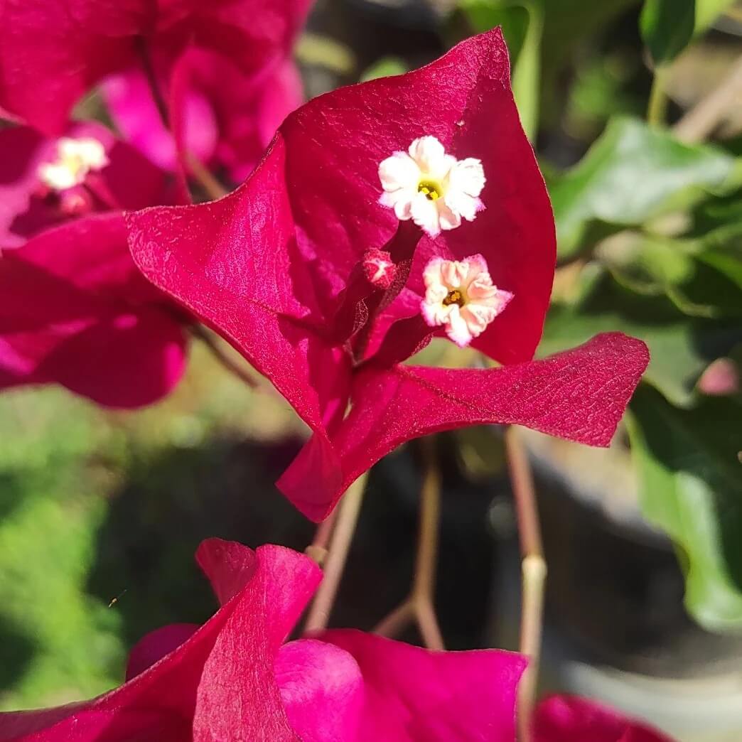 Bold Dark Pink Bougainvillea Seeds - Heirloom Flower Garden Seeds for Growing