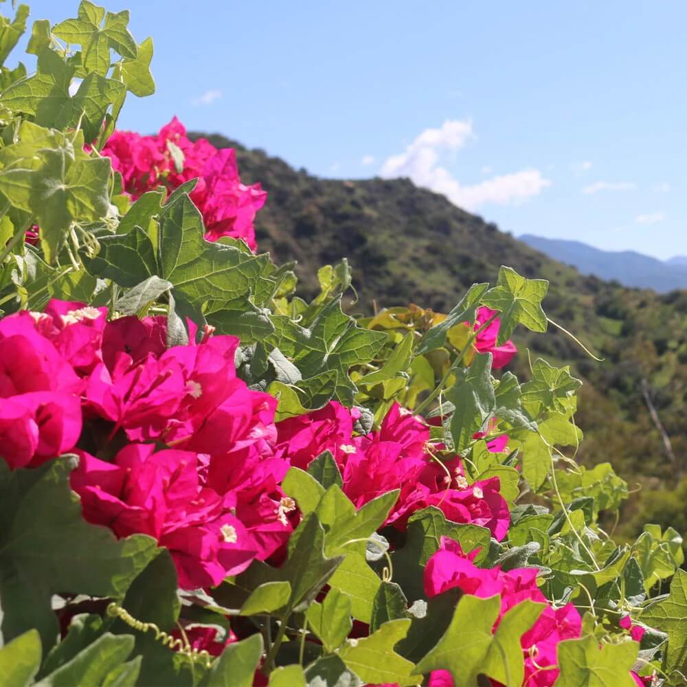 Bold Dark Pink Bougainvillea Seeds - Heirloom Flower Garden Seeds for Growing