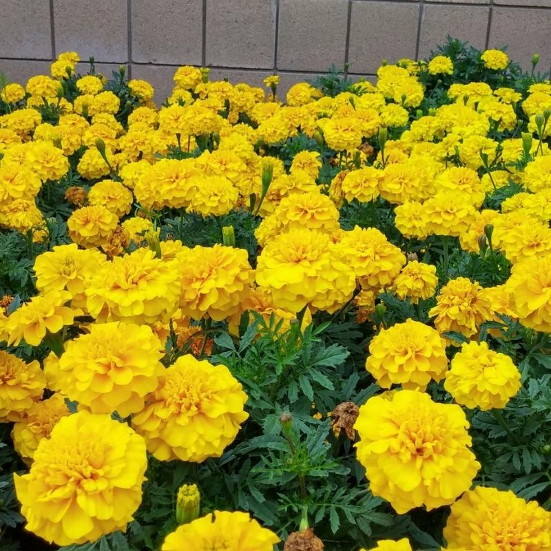 Bonanza Yellow Marigold Seeds - Heirloom Flower Garden Seeds for Growing