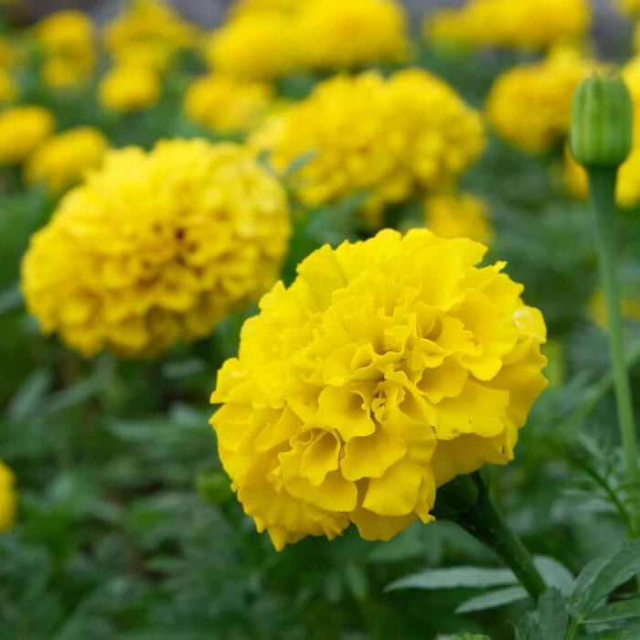 Bonanza Yellow Marigold Seeds - Heirloom Flower Garden Seeds for Growing