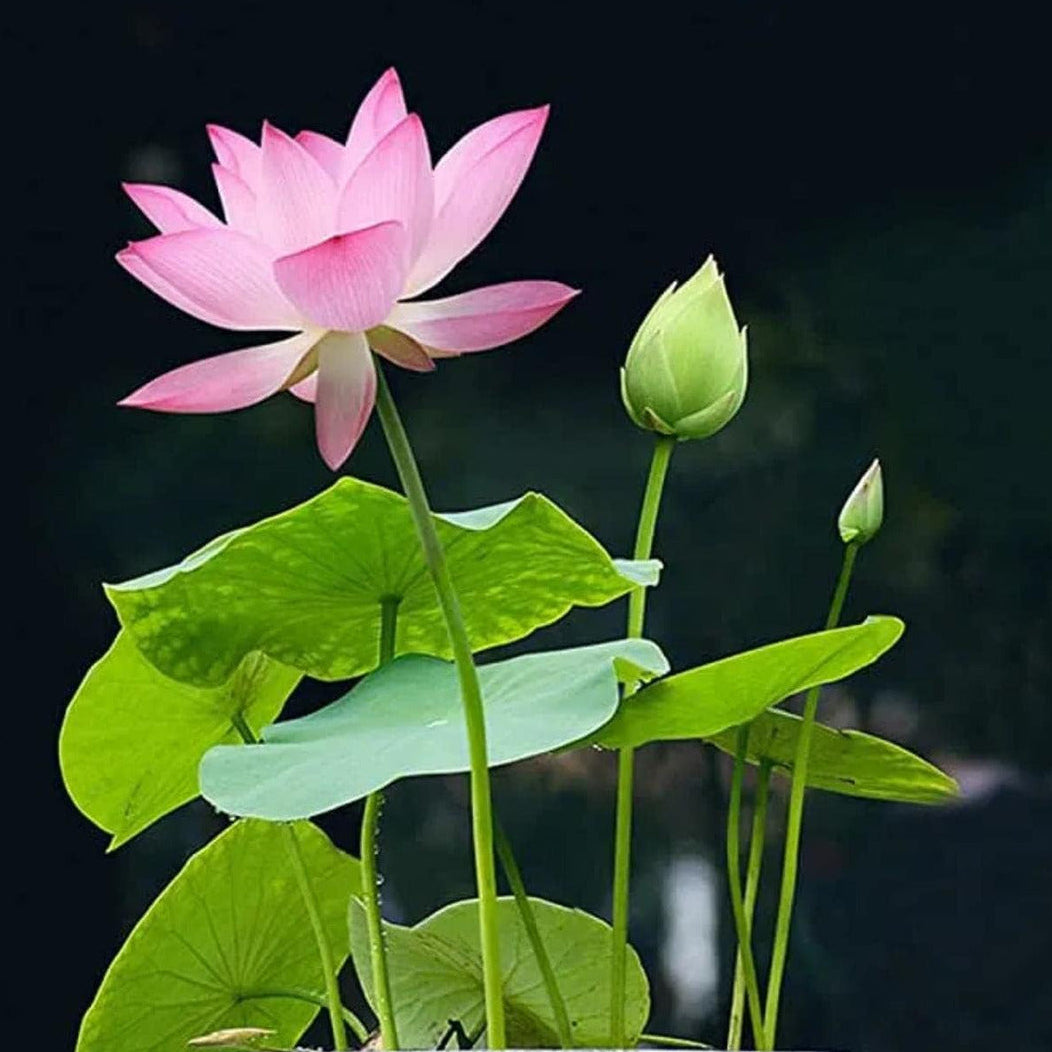 Bonsai Lotus Seeds - Heirloom Flower Garden Seeds for Growing