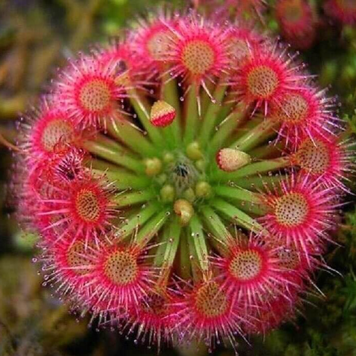 Bonsai Sundew Seeds - Heirloom Flower Garden Seeds for Growing