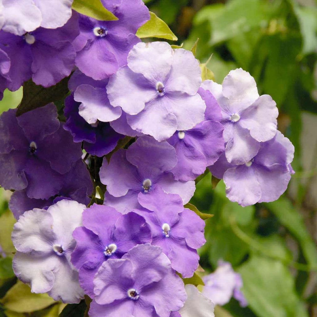 Border Brunfelsia Seeds - Heirloom Flower Garden Seeds for Growing