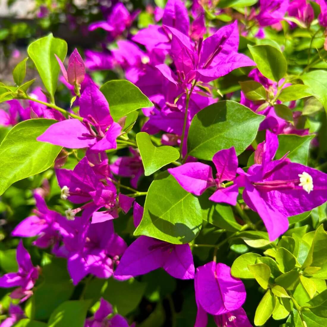 Bougainvillea Glabra Seeds - Heirloom Flower Garden Seeds for Growing
