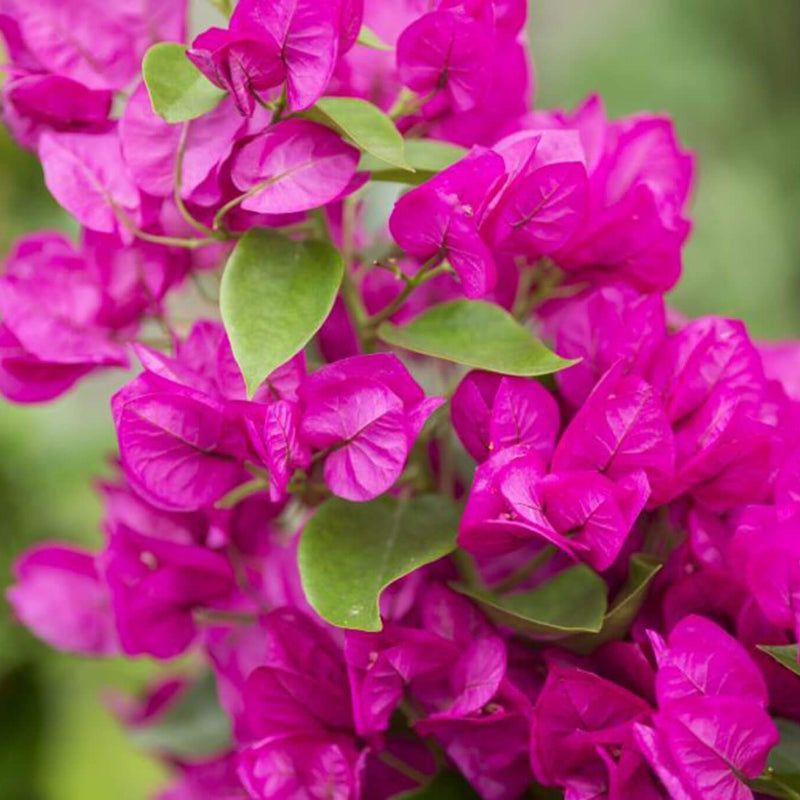 Bougainvillea Glabra Seeds - Heirloom Flower Garden Seeds for Growing