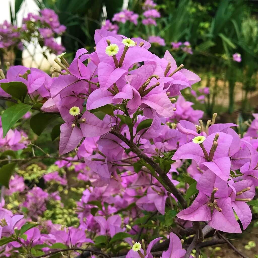 Bougainvillea Glabra Seeds - Heirloom Flower Garden Seeds for Growing