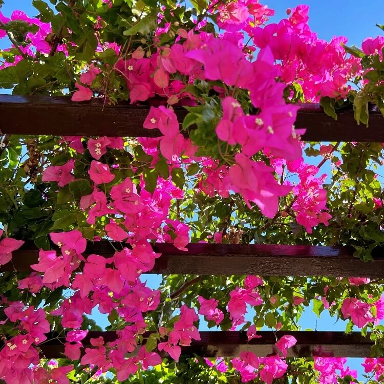 Bougainvillea Spectabilis Seeds - Heirloom Flower Garden Seeds for Growing