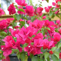 Bougainvillea Spectabilis Seeds - Heirloom Flower Garden Seeds for Growing