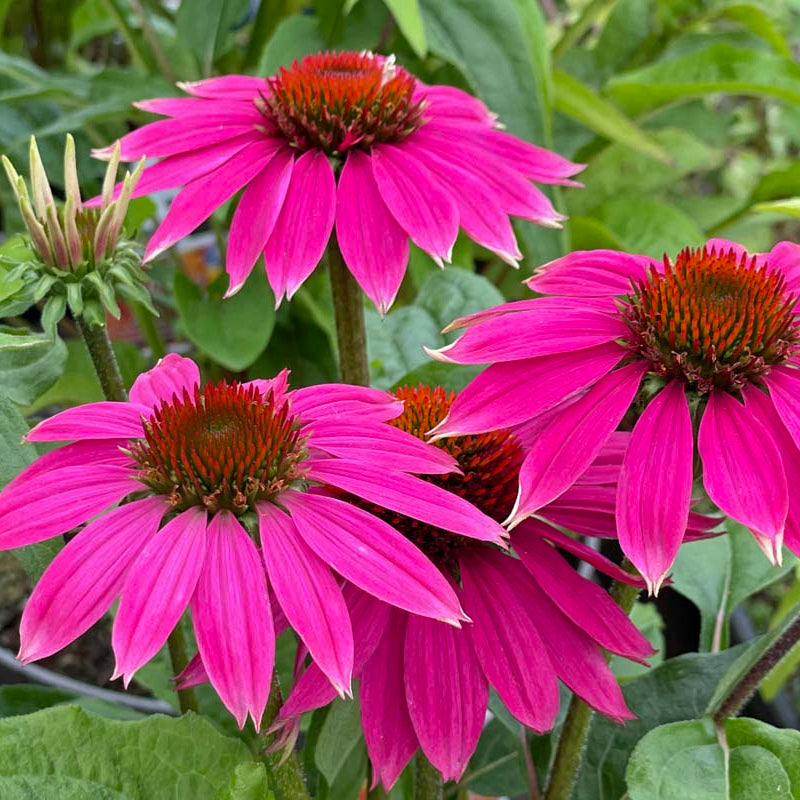 Bright Coneflower Seeds - Heirloom Flower Garden Seeds for Growing