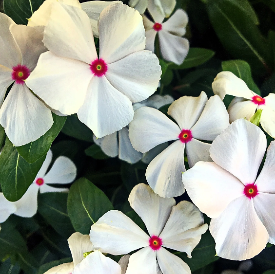 Bright Eyes Periwinkle Seeds - Heirloom Flower Garden Seeds for Growing