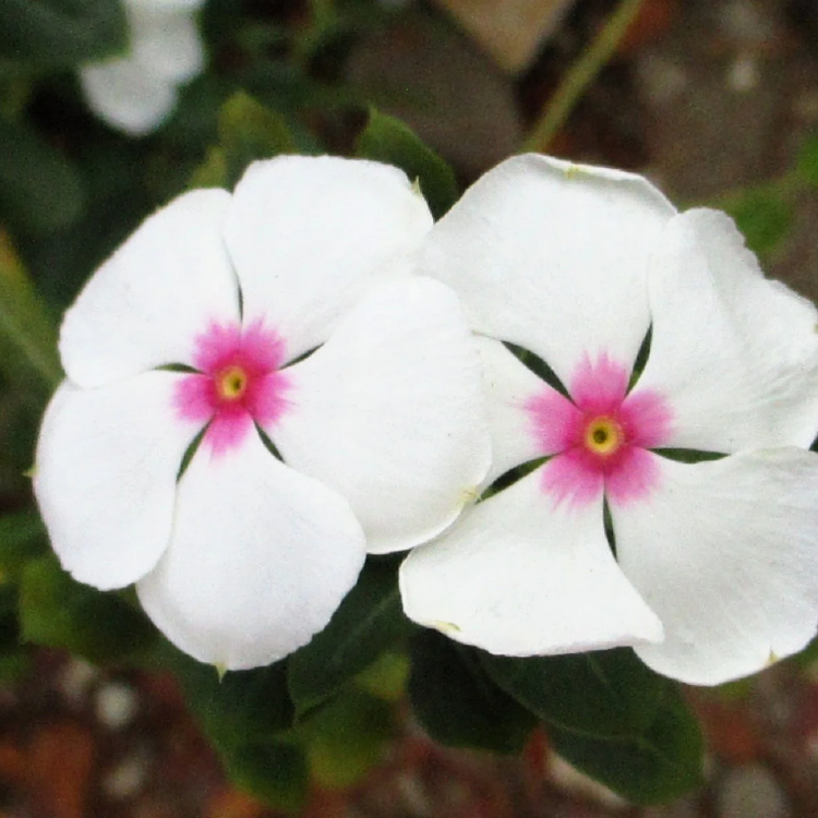 Bright Eyes Periwinkle Seeds - Heirloom Flower Garden Seeds for Growing