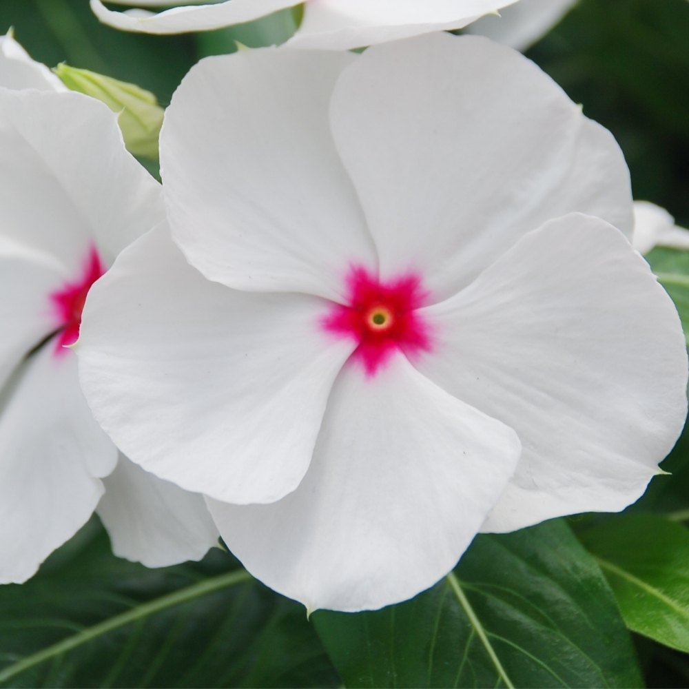 Bright Eyes Periwinkle Seeds - Heirloom Flower Garden Seeds for Growing