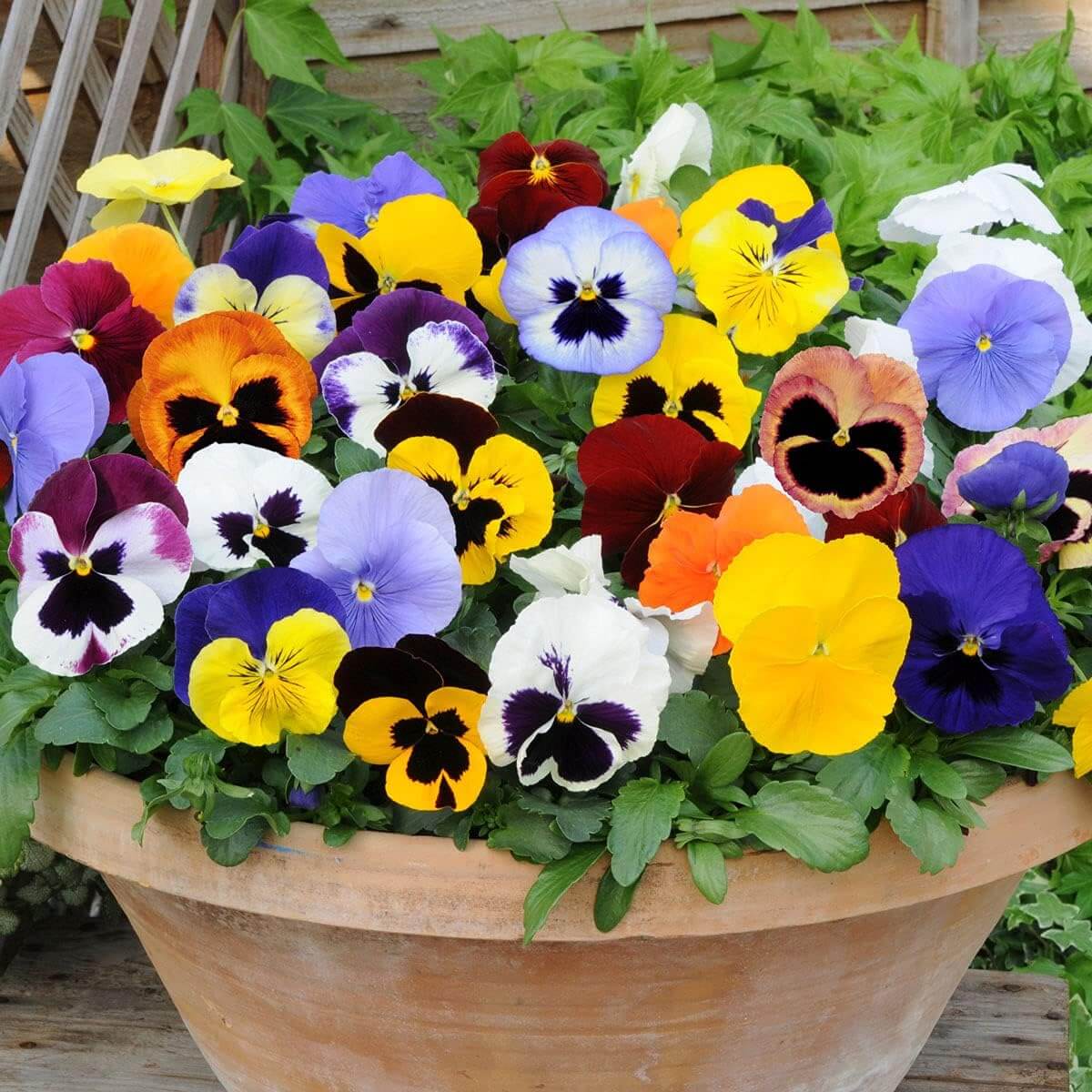 Bright Mexican Pansy Seeds - Heirloom Flower Garden Seeds for Growing