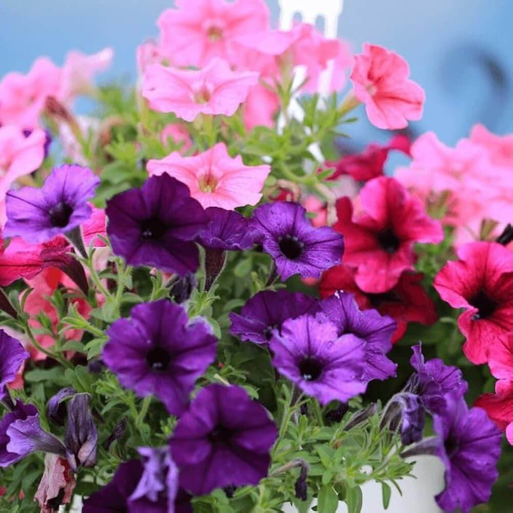 Bright Mexican Pansy Seeds - Heirloom Flower Garden Seeds for Growing