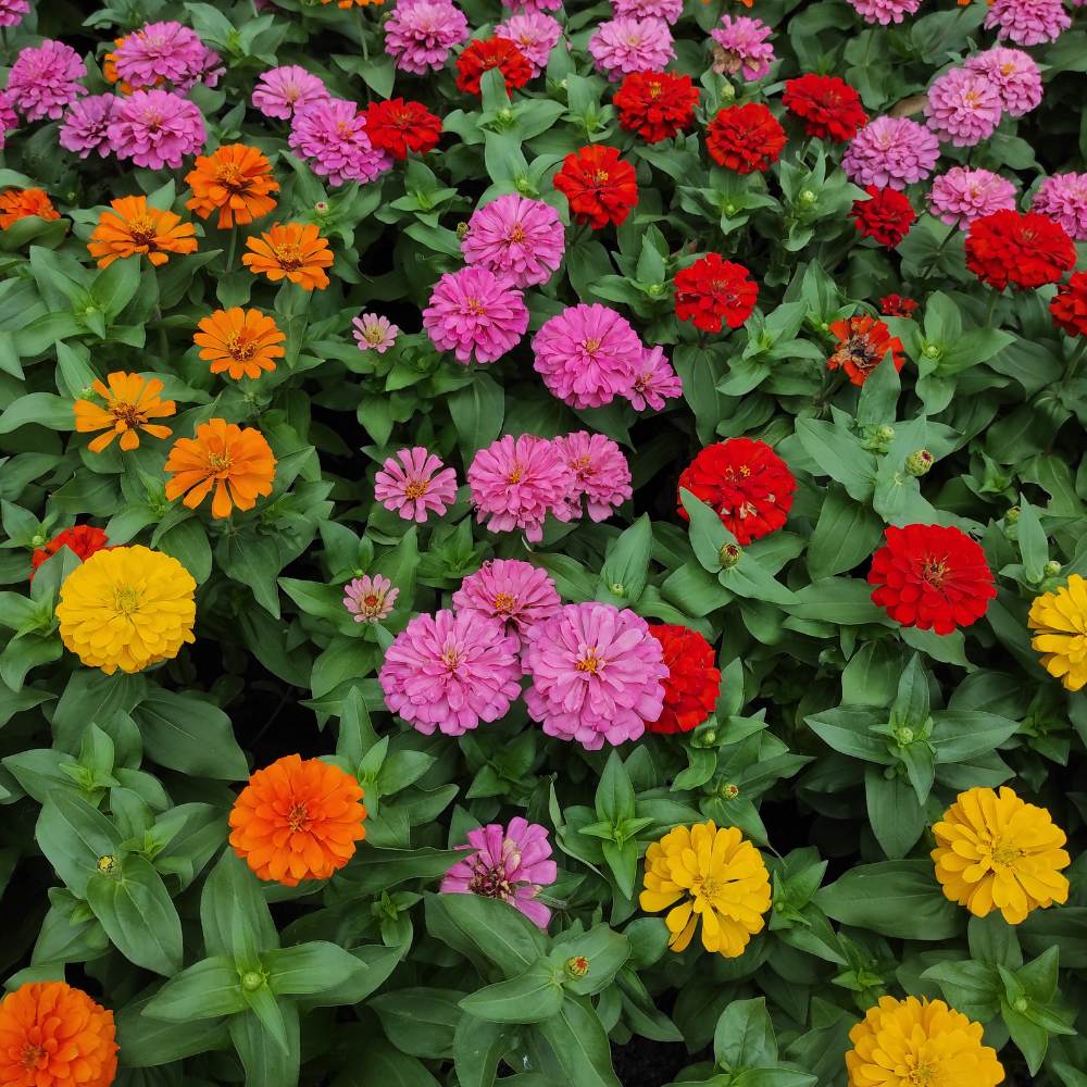 Bright Mix Zinnia Seeds - Heirloom Flower Garden Seeds for Growing