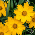 Bright Tickseed Seeds - Heirloom Flower Garden Seeds for Growing