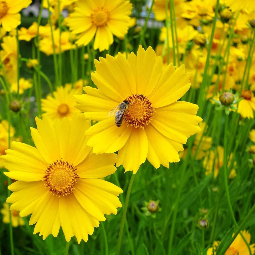 Bright Tickseed Seeds - Heirloom Flower Garden Seeds for Growing
