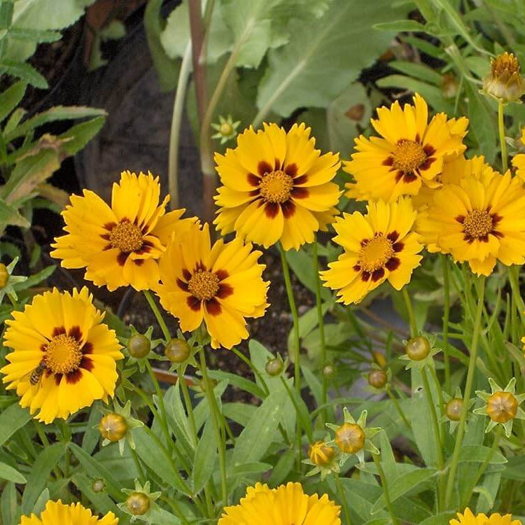 Bright Tickseed Seeds - Heirloom Flower Garden Seeds for Growing