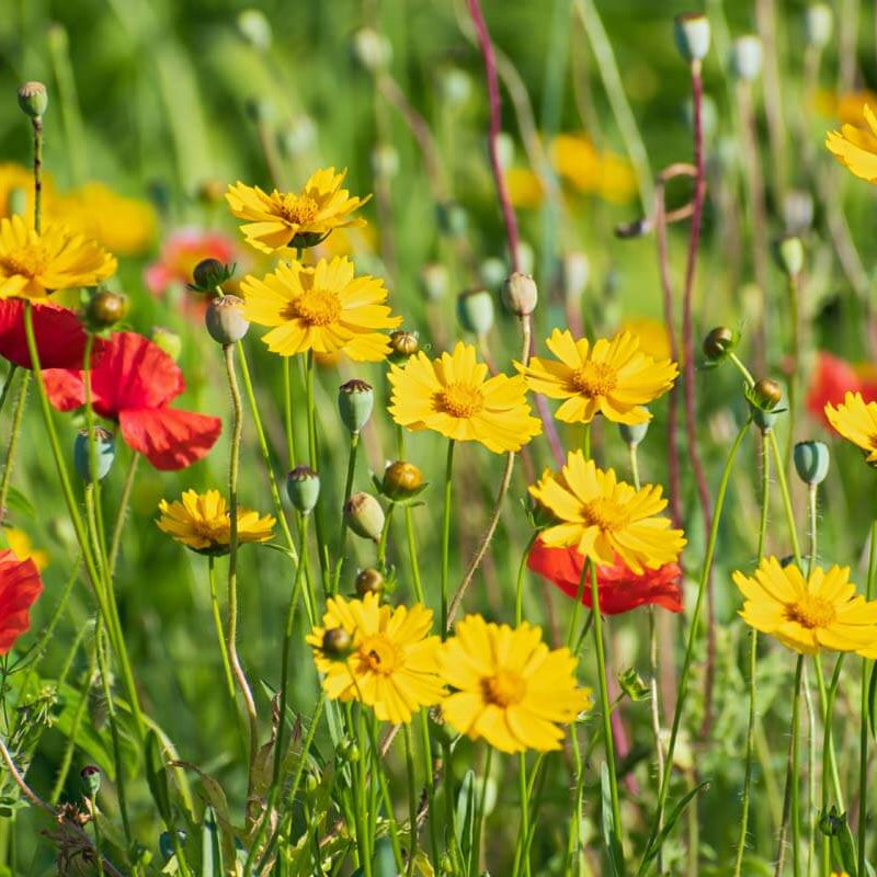 Bright Tickseed Seeds - Heirloom Flower Garden Seeds for Growing