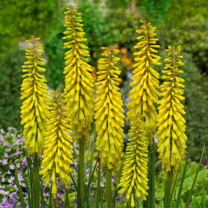 Bright Yellow Hot Poker Seeds - Heirloom Flower Garden Seeds for Growing