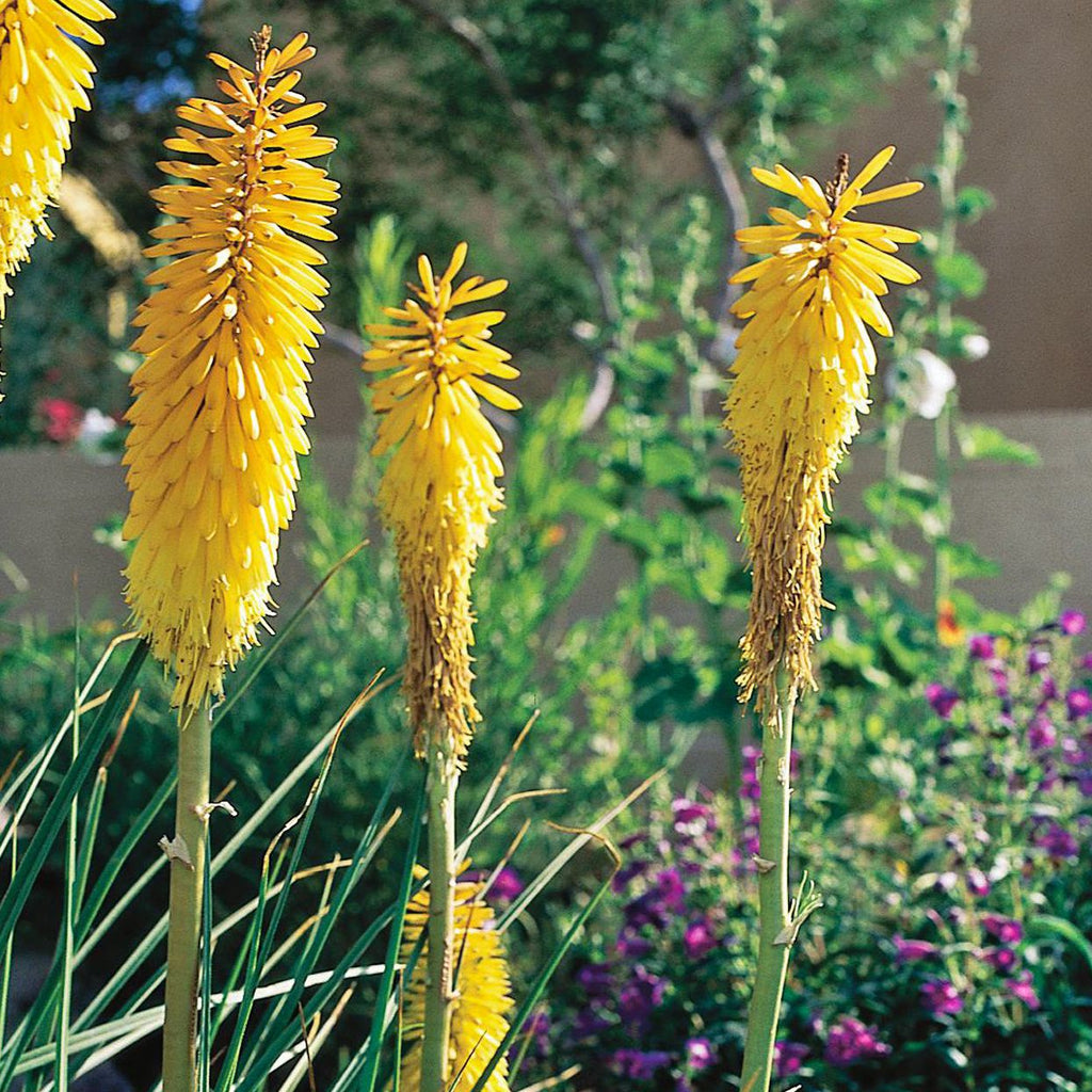 Bright Yellow Hot Poker Seeds - Heirloom Flower Garden Seeds for Growing