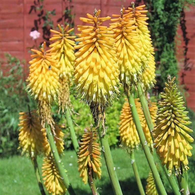 Bright Yellow Hot Poker Seeds - Heirloom Flower Garden Seeds for Growing