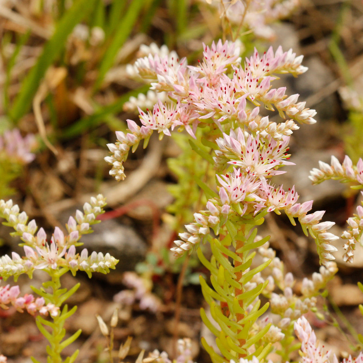 Broadleaf Stonecrop Sedum Pulchellum Seeds - Heirloom Flower Garden Seeds for Growing