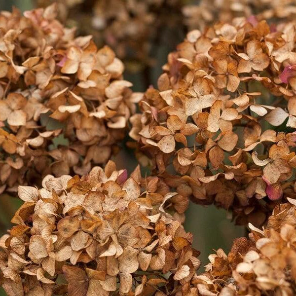 Brown Hydrangea Seeds - Heirloom Flower Garden Seeds for Growing
