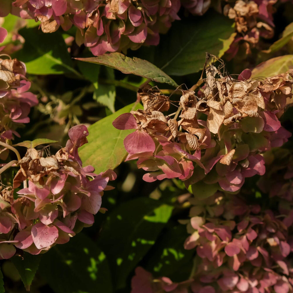 Brown Hydrangea Seeds - Heirloom Flower Garden Seeds for Growing