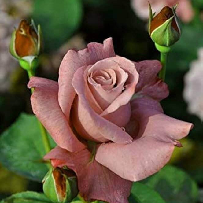 Brown Rosa spp. Seeds - Heirloom Flower Garden Seeds for Growing