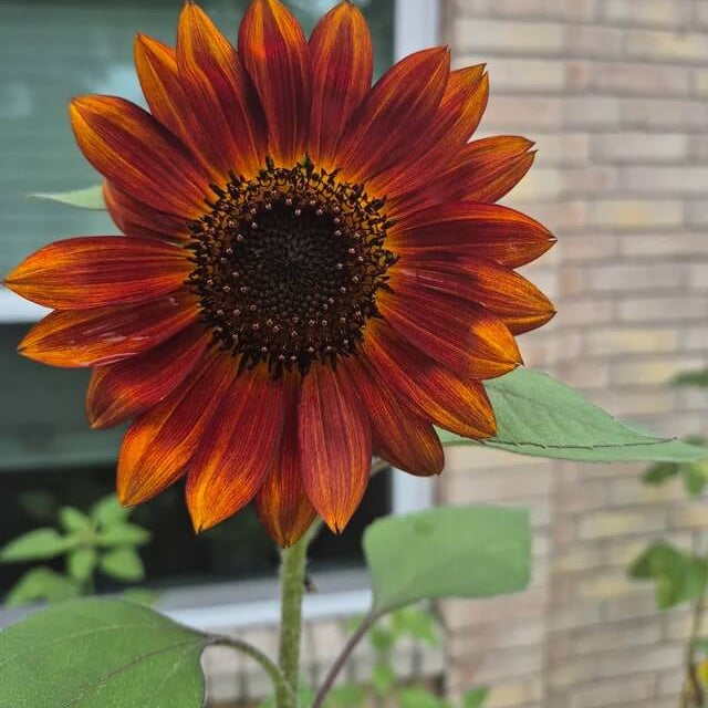 Brown Sunflower Seeds - Heirloom Flower Garden Seeds for Growing