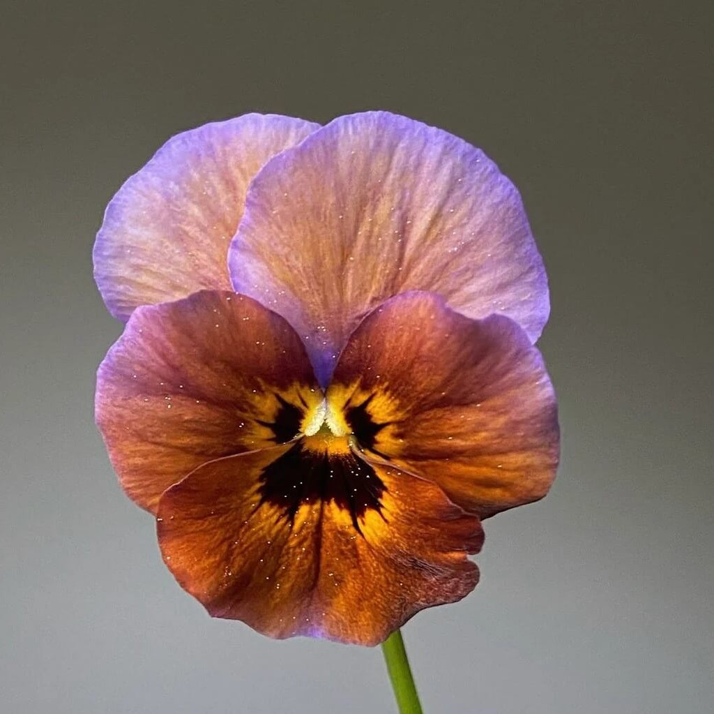 Brown Violet Pansy Seeds - Heirloom Flower Garden Seeds for Growing