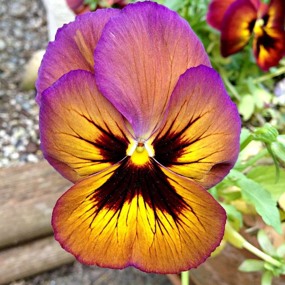 Brown Violet Pansy Seeds - Heirloom Flower Garden Seeds for Growing